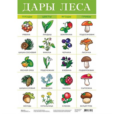 Плакат Дары леса 2093 - фото 47034478