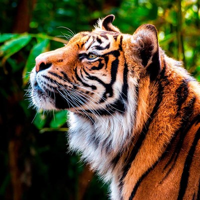 Набор для творчества Алмазная мозаика 20х20 см Профиль тигра НД-0915 - фото 47067575
