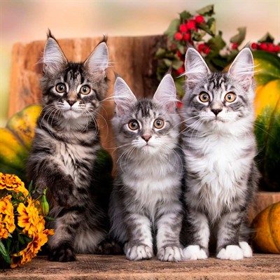 Набор для творчества Роспись по холсту 40х40 см Внимательные котята Х-5620 - фото 62768576