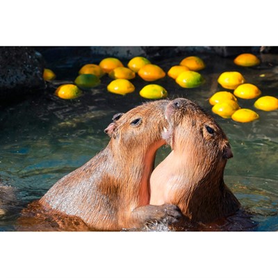 Набор для творчества Роспись по холсту 40х50 см Две капибары Х-4625 - фото 62785175