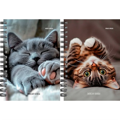 Записная книжка 120 л. А6 Милые котики - 6 ЗК120-3019 - фото 69797801