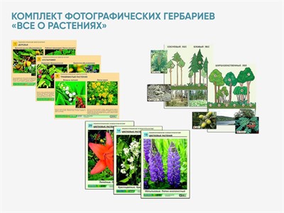 Комплект фотографических гербариев «Все о растениях» - фото 69804295