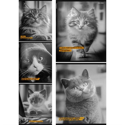 Тетрадь 48 л. клетка Забавные коты - 5 48-9886 - фото 69850335