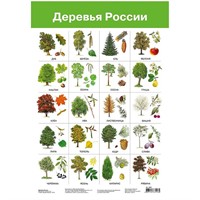 Плакат Деревья России 2883