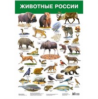 Плакат Животные России 2986