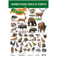 Плакат Животные леса и тайги 2687