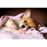 Набор для творчества Роспись по холсту17х22 см Щенок в одеяле Х-3887