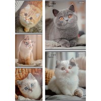 Тетрадь 48 л. клетка Милые коты - 6 48-9888