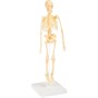 Набор Японские опыты Науки с Буки Человек. Кости и мышцы ВВ4728 Bondibon - фото 30673174
