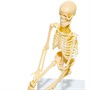 Набор Японские опыты Науки с Буки Человек. Кости и мышцы ВВ4728 Bondibon - фото 30673177