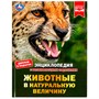 Книга Умка 9785506078821 Энциклопедия Животные в натуральную величину.с развивающими заданиями - фото 33000962