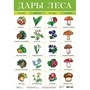 Плакат Дары леса 2093 - фото 47034478