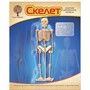 Деревянный конструктор Скелет человека P076 - фото 47037141