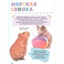 Книга 978-5-353-10384-4 Домашние питомцы. Первая энциклопедия малыша - фото 47048900