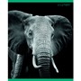 Тетрадь А5 96 л. клетка В мире дикой природы ТК968676 - фото 47056993