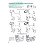 Скетчбук Создаем наброски животных и птиц шаг за шагом зебра белая 978-5-00141-321-9 - фото 47061407