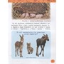 Книга энциклопедия 978-5-353-09339-8 Детеныши животных.Энциклопедия для детского сада - фото 47077494