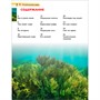 Книга 978-5-353-11373-7 Подводный мир. Детская энциклопедия - фото 47092752