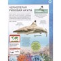 Книга 978-5-353-11197-9 Подводный мир. Полная энциклопедия - фото 62771694