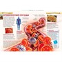 Книга 978-5-353-05840-3 Тело человека.Детская энциклопедия. - фото 62774846