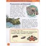 Книга энциклопедия 978-5-353-09339-8 Детеныши животных.Энциклопедия для детского сада - фото 62776170