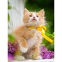 Набор для творчества Роспись по холсту 30х40 см Рыжий котёнок Х-4154 - фото 62785155
