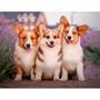 Набор для творчества Роспись по холсту 30х40 см Три корги на прогулке Х-4163 - фото 62786565