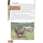Книга Энциклопедия В Мире знаний 978-5-378-27606-6 Домашние животные - фото 62812279