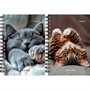 Записная книжка 120 л. А6 Милые котики - 6 ЗК120-3019 - фото 69797801