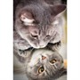 Набор для творчества Роспись по холсту 40х50 см Отражение кошки Х-4602 - фото 69873280