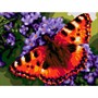 Набор для творчества Алмазная мозаика 30*40 см полное заполнение Яркая бабочка Ам-110 LORI - фото 69889774