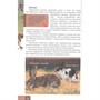Книга Энциклопедия В Мире знаний 978-5-378-27606-6 Домашние животные - фото 69904052