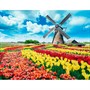Пазл 1000 Мельница в тюльпанах 79822 Степ /12/ - фото 69911914