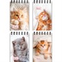 Блокнот 40 л. А7 Маленькие котята - 1 Б40-6384 ассорти - фото 69917688