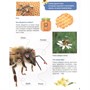 Книга 978-5-378-32124-7 Первая детская энциклопедия. Все о насекомых малышам - фото 69918445