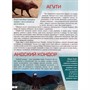 Энциклопедия 978-5-378-34645-5 Лучшая детская энциклопедия. Животный мир от А до Я - фото 69944508